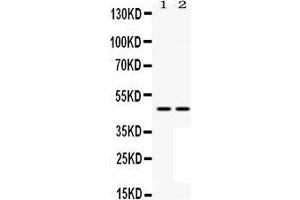 Image no. 2 for anti-Mitogen-Activated Protein Kinase Kinase 7 (MAP2K7) (AA 2-40), (N-Term) antibody (ABIN3043875)