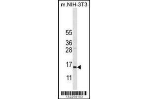 Western Blotting (WB) image for anti-Cytochrome C Oxidase Subunit VIIa Polypeptide 2 Like (COX7A2L) (Center) antibody (ABIN2160274)