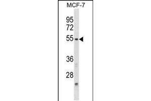 Image no. 1 for anti-Nuclear Factor, Interleukin 3 Regulated (NFIL3) (AA 46-74), (N-Term) antibody (ABIN5531695)