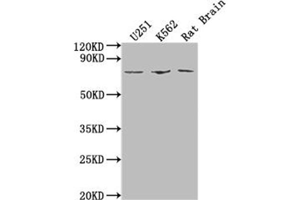 Shugoshin antibody  (AA 260-439)