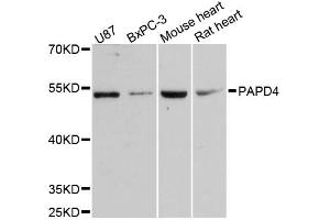 Image no. 1 for anti-PAP Associated Domain Containing 4 (PAPD4) antibody (ABIN6567837)