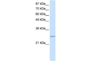 Image no. 1 for anti-MRG-Binding Protein (MRGBP) (Middle Region) antibody (ABIN631994)