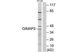 Image no. 1 for anti-GTPase, IMAP Family Member 2 (GIMAP2) (AA 201-250) antibody (ABIN1534958)