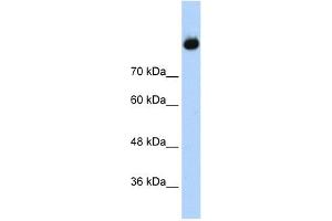 Complement C2 Antikörper  (Middle Region)