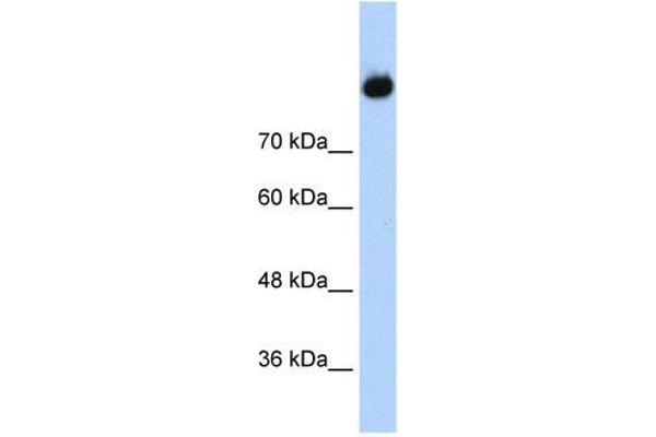 Complement C2 Antikörper  (Middle Region)