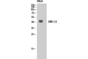 Image no. 3 for anti-Mitogen-Activated Protein Kinase 1/3 (MAPK1/3) (C-Term) antibody (ABIN3184545)