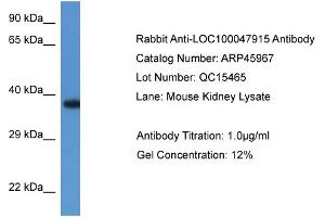 anti-Mediator of Cell Motility 1 (MEMO1) (N-Term) antibody