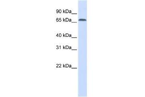 Image no. 1 for anti-Interferon Regulatory Factor 2 Binding Protein 1 (IRF2BP1) (Middle Region) antibody (ABIN2786142)