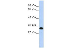 Image no. 1 for anti-Family With Sequence Similarity 119A (FAM119A) (N-Term) antibody (ABIN2785117)