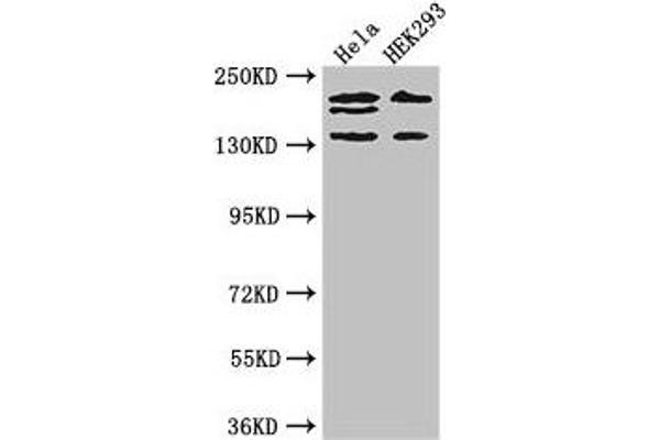 Intersectin 2 antibody  (AA 940-1209)