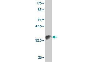 Chemokine (C-C Motif) Ligand 4-Like 2 (CCL4L2) (AA 28-93) antibody