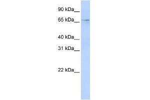 Image no. 1 for anti-APOBEC1 Complementation Factor (A1CF) (N-Term) antibody (ABIN2776627)