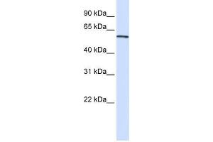Image no. 1 for anti-Aminolevulinate, delta-, Synthase 2 (ALAS2) (C-Term) antibody (ABIN1449876)