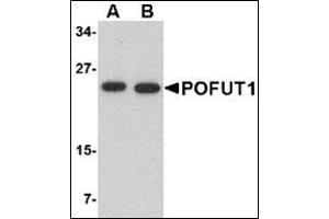 Image no. 2 for anti-Protein O-Fucosyltransferase 1 (POFUT1) (N-Term) antibody (ABIN500521)