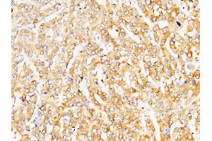 Image no. 3 for anti-Low Density Lipoprotein Receptor-Related Protein Associated Protein 1 (LRPAP1) (AA 35-357) antibody (ABIN1998261)