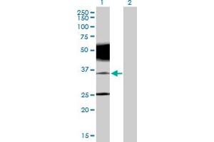 Western Blot analysis of PRRT2 expression in transfected 293T cell line by PRRT2 MaxPab polyclonal antibody.