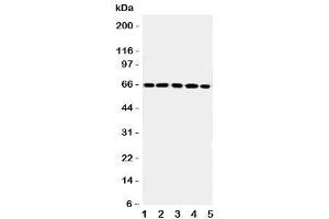 Image no. 2 for anti-Regulator of G-Protein Signaling 14 (RGS14) (C-Term) antibody (ABIN3032454)