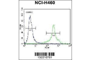 Image no. 2 for anti-Major Histocompatibility Complex, Class II, DQ alpha 1 (HLA-DQA1) (AA 39-66), (N-Term) antibody (ABIN656108)