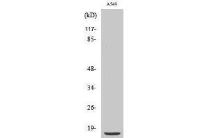 Image no. 1 for anti-Cytochrome b5 (CYTB5) (Internal Region) antibody (ABIN3184220)