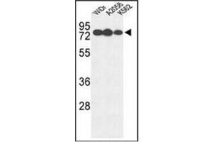Image no. 3 for anti-Glucuronidase, beta (GUSB) (AA 341-371), (Middle Region) antibody (ABIN950654)