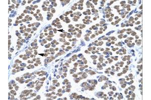 Image no. 2 for anti-T-Box 5 (TBX5) (Middle Region) antibody (ABIN2777914)