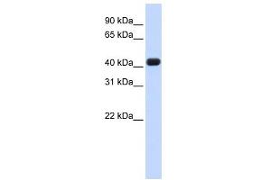 Image no. 1 for anti-RNA terminal Phosphate Cyclase Domain 1 (RTCD1) (N-Term) antibody (ABIN633294)