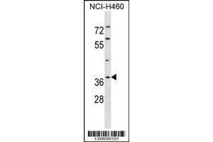 Image no. 1 for anti-Mitochondrial Ribosomal Protein L41 (MRPL41) (AA 174-203), (C-Term) antibody (ABIN1536787)
