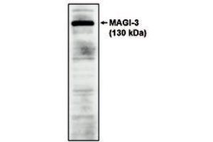 Image no. 1 for anti-Presequence Translocase-Associated Motor 16 Homolog (PAM16) antibody (ABIN298382)
