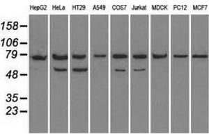 Image no. 3 for anti-Heat Shock 70kDa Protein 9 (Mortalin) (HSPA9) antibody (ABIN2722259)