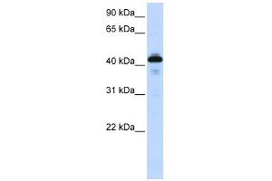 Image no. 1 for anti-Surfactant Protein B (SFTPB) (Middle Region) antibody (ABIN633984)