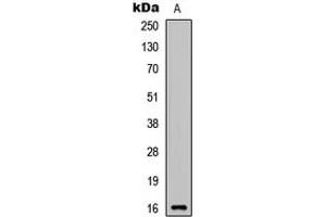 Image no. 1 for anti-Cytokine-Like 1 (CYTL1) (Center) antibody (ABIN2705632)