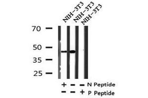 Image no. 2 for anti-Mitogen-Activated Protein Kinase-Activated Protein Kinase 2 (MAPKAPK2) (pThr221), (pThr222) antibody (ABIN6270031)