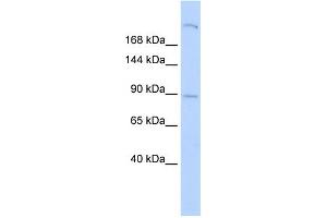 Image no. 1 for anti-Shroom Family Member 2 (SHROOM2) (Middle Region) antibody (ABIN2776133)