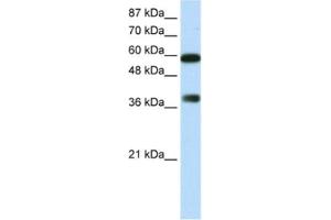 Image no. 1 for anti-AT Rich Interactive Domain 3B (BRIGHT-Like) (ARID3B) antibody (ABIN2461791)
