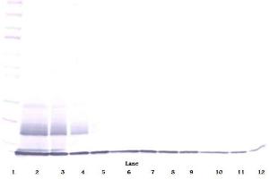 Image no. 4 for anti-Chemokine (C-C Motif) Ligand 27 (CCL27) antibody (ABIN783046)