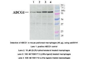 Image no. 2 for anti-ATP-Binding Cassette, Sub-Family G (WHITE), Member 1 (ABCG1) (AA 300-400), (Internal Region) antibody (ABIN363450)