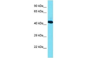 Image no. 1 for anti-RNA Binding Motif Protein, X-Linked (RBMX) (C-Term) antibody (ABIN2788908)