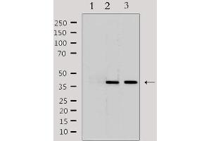 Image no. 2 for anti-Leucine-Rich alpha-2 Glycoprotein 1 (LRG1) (C-Term) antibody (ABIN6258256)