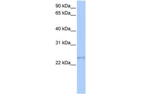 anti-Transcription Elongation Factor A (SII)-Like 1 (TCEAL1) (Middle Region) antibody