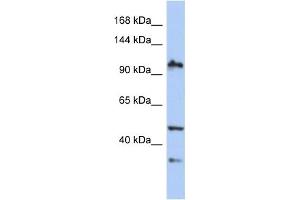 Image no. 1 for anti-XPA Binding Protein 2 (XAB2) (N-Term) antibody (ABIN2784263)