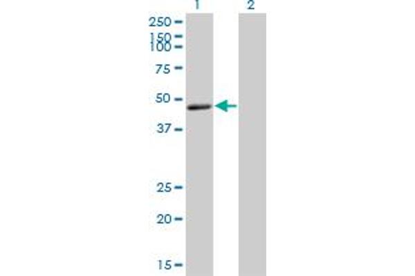 RELT antibody  (AA 26-124)