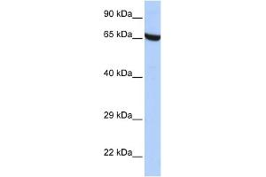 Image no. 1 for anti-Zinc Finger Protein 528 (ZNF528) (Middle Region) antibody (ABIN2775023)