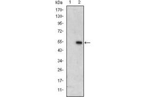 Image no. 1 for anti-Mitogen-Activated Protein Kinase 6 (MAPK6) antibody (ABIN1108134)