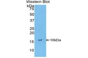 Image no. 1 for anti-gamma-Interferon-Induced Monokine (CXCL9) (AA 23-125) antibody (ABIN5662055)