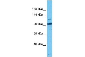 Image no. 2 for anti-MORC Family CW-Type Zinc Finger 3 (MORC3) (C-Term) antibody (ABIN5517173)