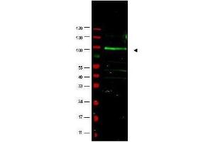 Western blot using  affinity purified anti-FBOX9 antibody shows detection of a band at ~100 kDa (arrowhead) believed to correspond to FBOX9 present in a MCF7 whole cell lysate (lane 1).