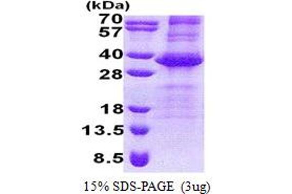 NEURL2 Protein (AA 1-285) (His tag)