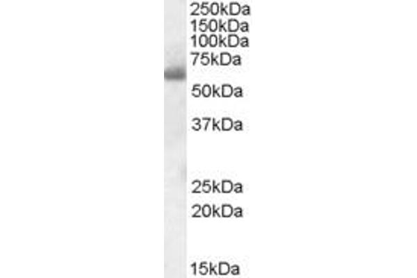 SH2D3A antibody  (Internal Region)