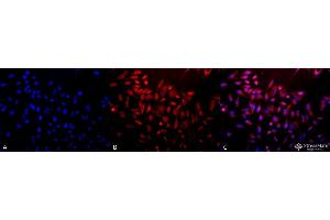 Image no. 1 for anti-Superoxide Dismutase 3, Extracellular (SOD3) (AA 227-236) antibody (HRP) (ABIN2482056)