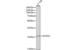 NAPSA antibody  (AA 25-250)